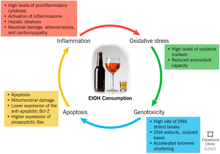 alcohol and inflammation infographic