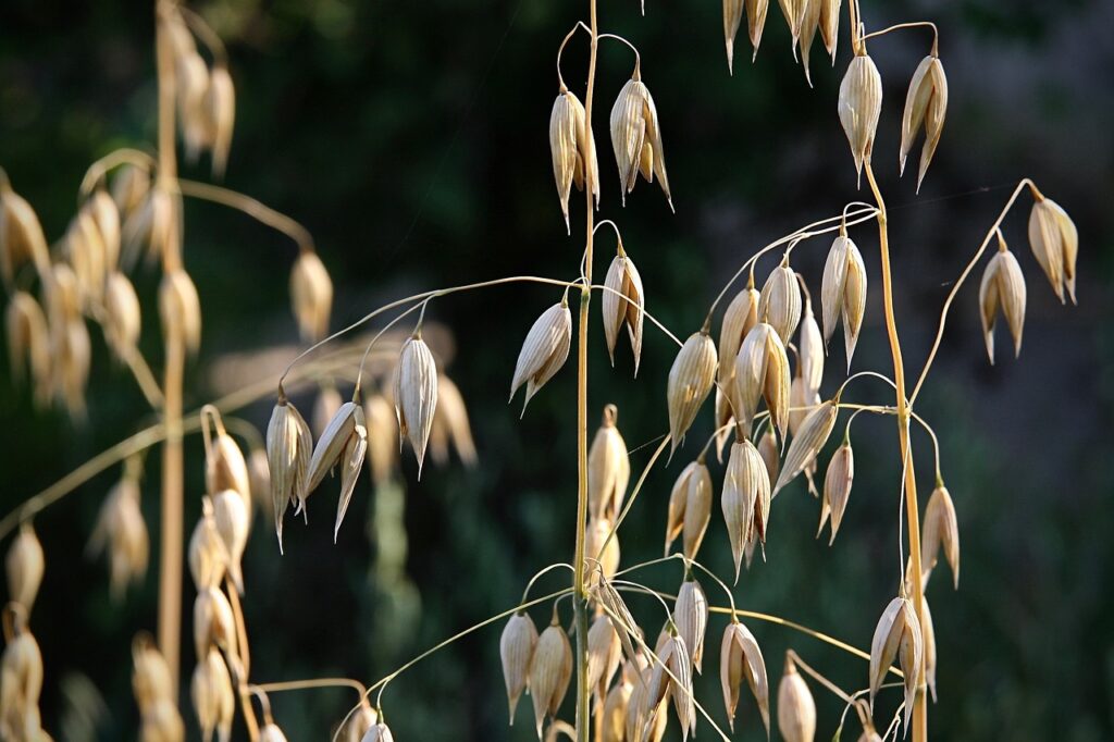 oats, grain, dry, spike, oats, oats, oats, oats, oats